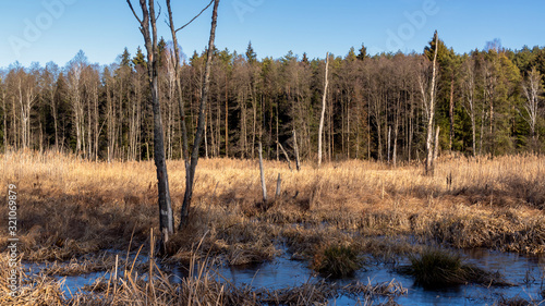 Fototapeta Naklejka Na Ścianę i Meble -  Puszcz Knyszyńska, łagodna zima 2020, anomalie pogodowe, Podlasie, Polska