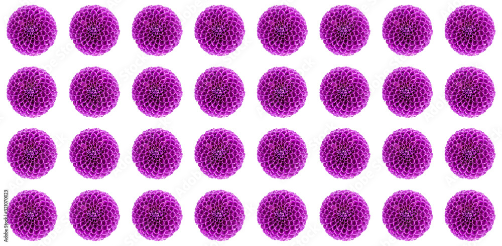 Dahlias flower background Dahlias flower background