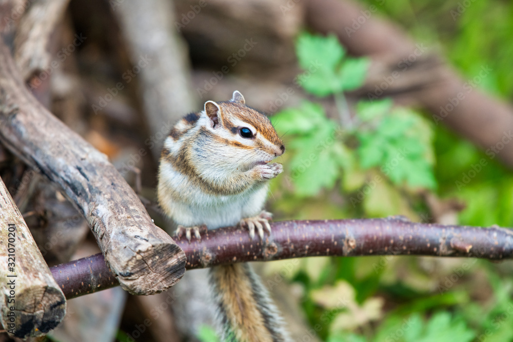 Chipmunk, Japan, Saitama, wild animals