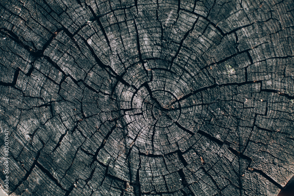 Fototapeta premium The texture of an old wooden stump. Cracks in the wood. Close-up, view from above
