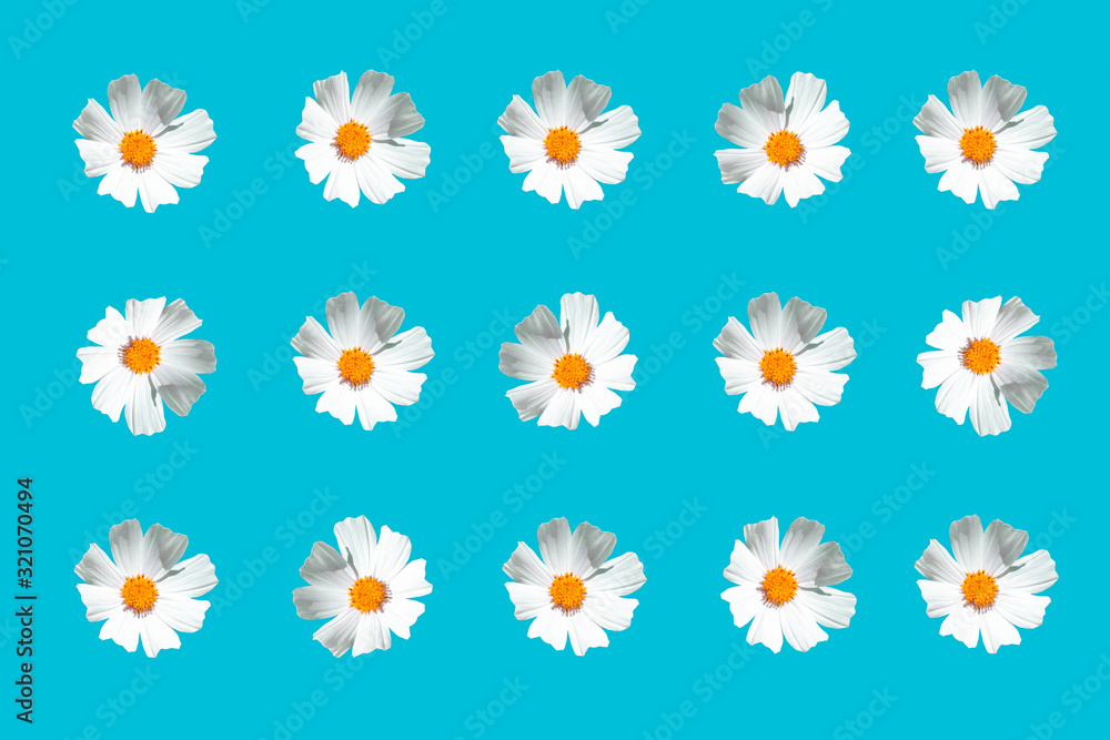 white flowers with a yellow center on a blue background