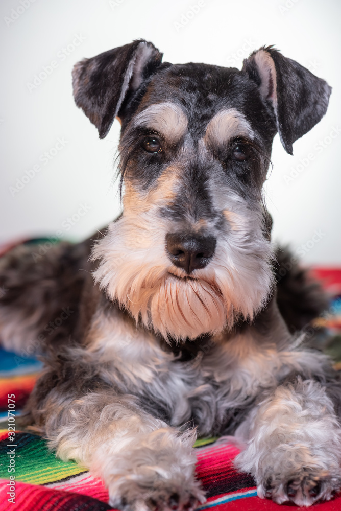 portrait of salt and pepper mini schnauzer on a colorful mexican blanket. Natural ears with expressive beard, eyes and mustache looking directly at camera. White background. 