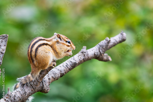 Chipmunk  Japan  Saitama  wild animals