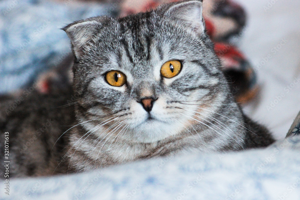 Portrait of grey scottish fold cat. Tabby shorthair kitten. Big yellow eyes. A beautiful background for wallpaper, cover, postcard. Isolated, close up. Cats concept. Portrait of grey scottish fold cat. Tabby shorthair kitten. Big yellow eyes. A beautiful background for wallpaper, cover, postcard. Isolated, close up. Cats concept.