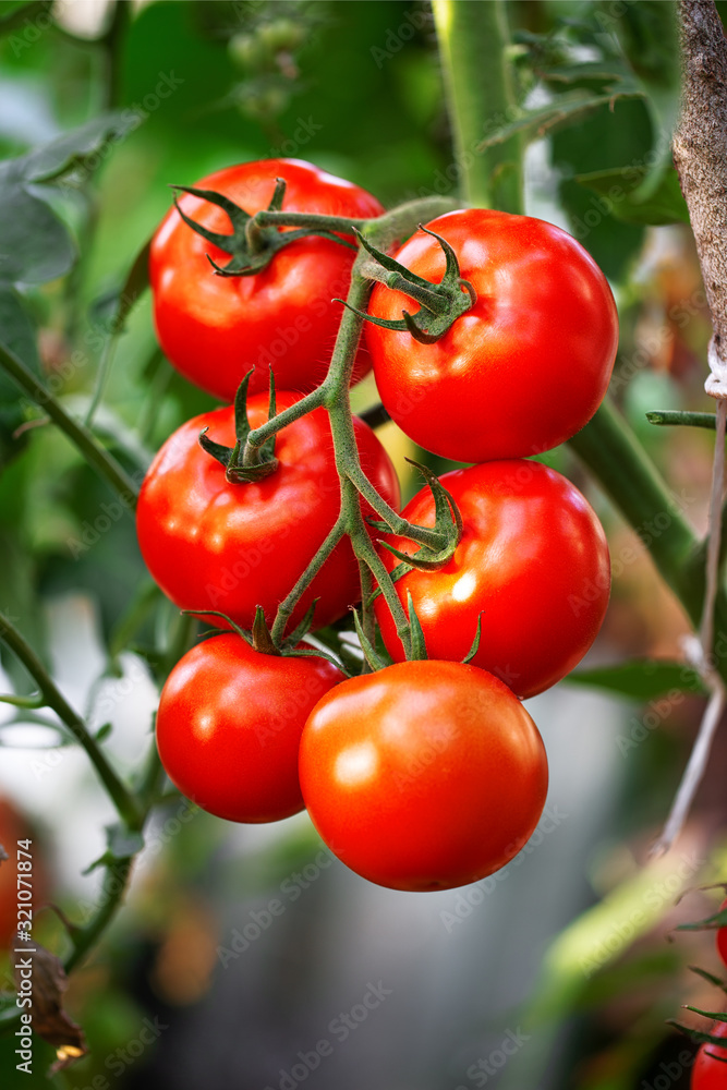 Heirloom red ripe tomato organic farming