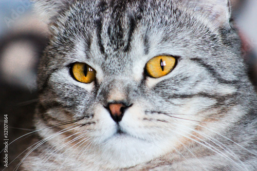 Portrait of grey scottish fold cat. Tabby shorthair kitten. Big yellow eyes. A beautiful background for wallpaper, cover, postcard. Isolated, close up. Cats concept.