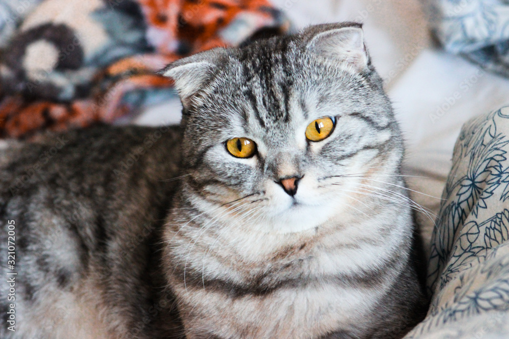 Portrait of grey scottish fold cat. Tabby shorthair kitten. Big yellow eyes. A beautiful background for wallpaper, cover, postcard. Isolated, close up. Cats concept. Portrait of grey scottish fold cat. Tabby shorthair kitten. Big yellow eyes. A beautiful background for wallpaper, cover, postcard. Isolated, close up. Cats concept.