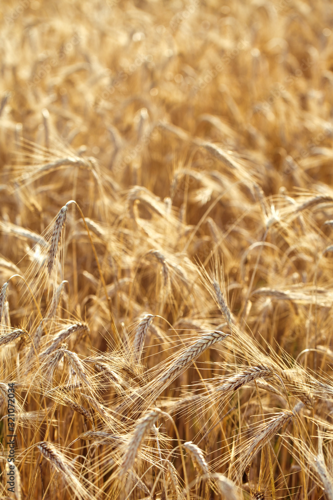 Golden rye field under the summer sun Golden rye field under the summer sun