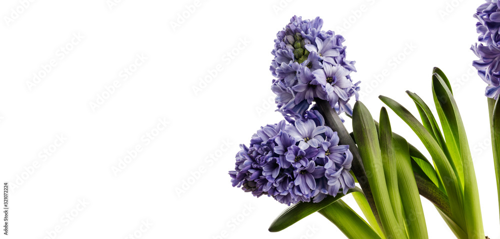 Fototapeta premium Hyacinth on white.