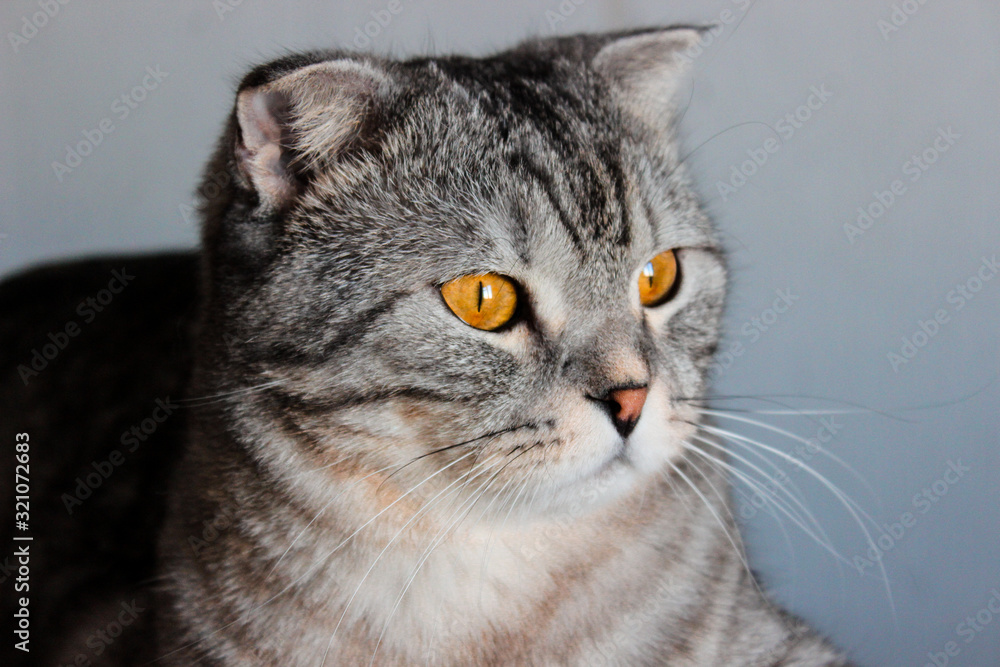 Portrait of grey scottish fold cat. Tabby shorthair kitten. Big yellow eyes. A beautiful background for wallpaper, cover, postcard. Isolated, close up. Cats concept. Portrait of grey scottish fold cat. Tabby shorthair kitten. Big yellow eyes. A beautiful background for wallpaper, cover, postcard. Isolated, close up. Cats concept.