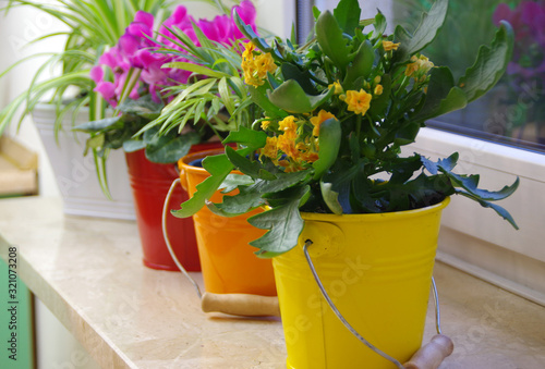 Flowers in colorful buckets on the shelf