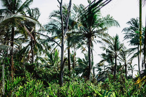 Coconut trees in the park
