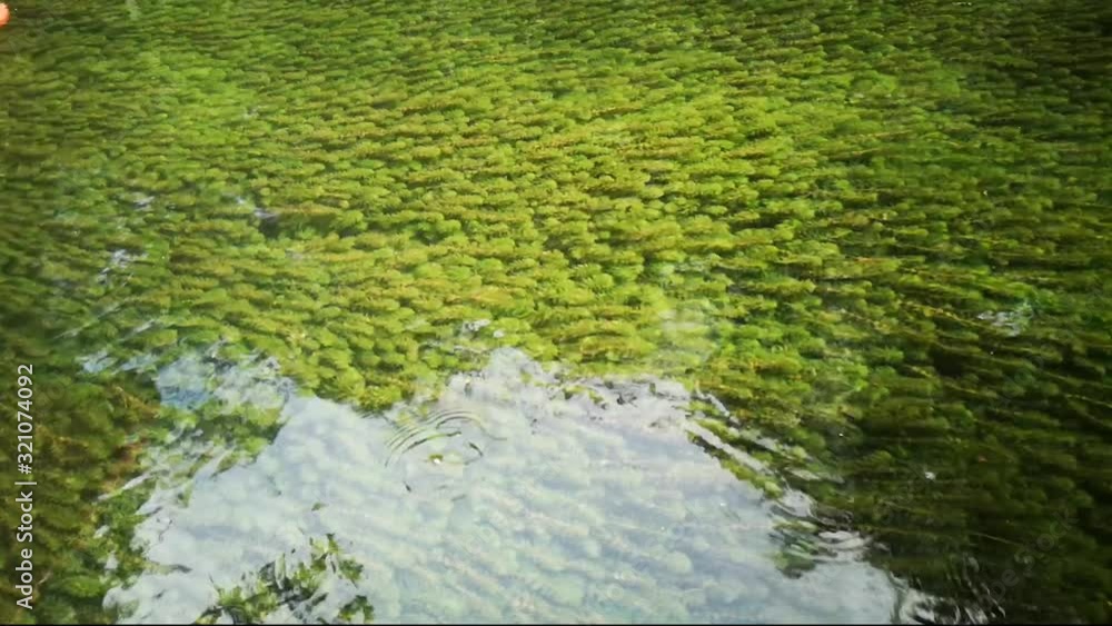 top of watre fresh water lake river with grasses and algae under water top of watre fresh water lake river with grasses and algae under water