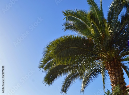Palm tree in Madeira Island