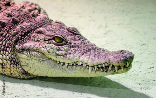 Photo crocodile head isolated close up on a green background
