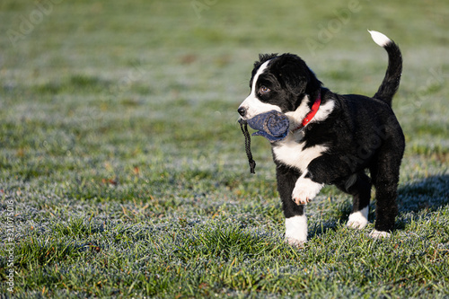 Border Collie Welpe spielt mit Futterdummy