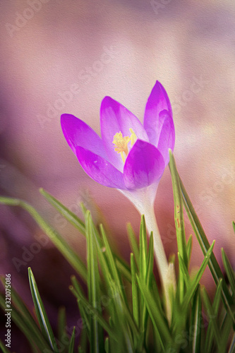 Frühling Krokusblüten photo