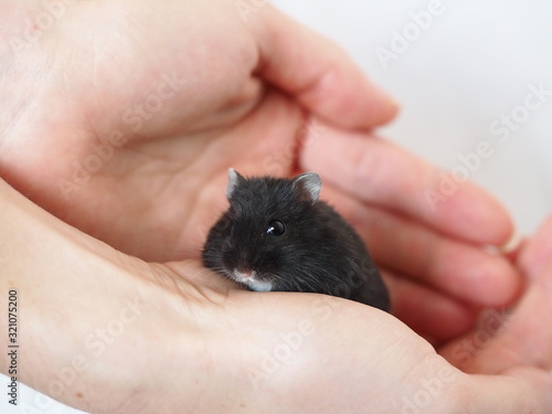 Black hamster in hands, cute animal