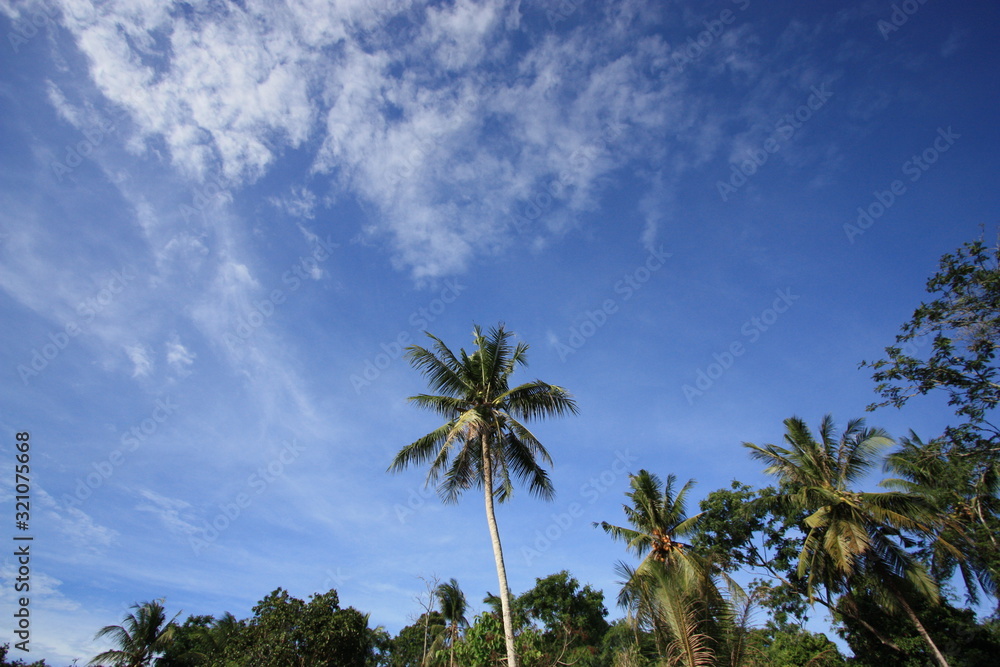 Fototapeta premium palm trees against blue sky