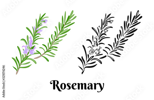 Fototapeta Naklejka Na Ścianę i Meble -  Rosemary branch isolated on white background. Vector color illustration of  fragrant green herbs in cartoon flat style and black and white outline. Vegetable Icon.
