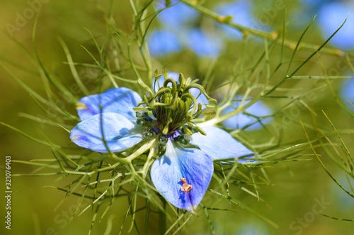 A colourful nigella flower (Nigella damascena).