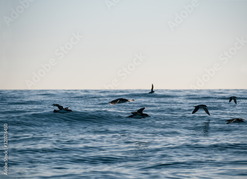 Wild birds flying over ripple sea water