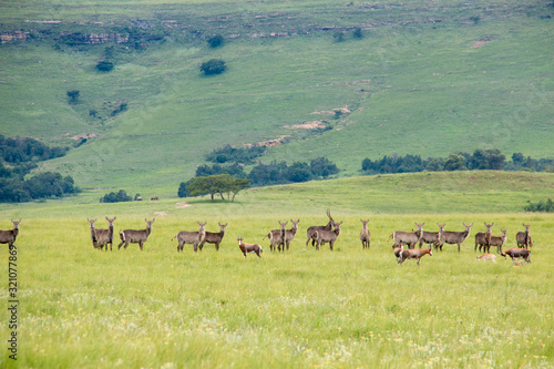 Blesbok and Waterbok near a watering hole on the open grasslands in the Drakensberg, South Africa