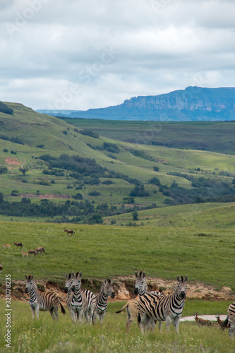 A Dazzle of Zebras In A Group In The Mountains of Drakensberg, South Africa, by the Watering Hole Lake With Other Antelope