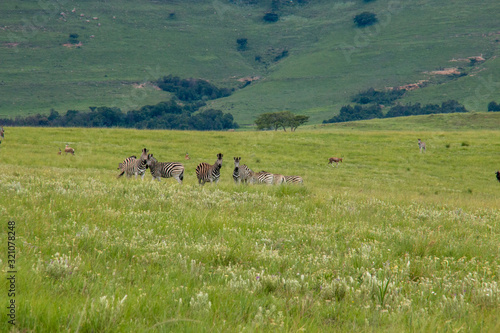A Dazzle of Zebras In A Group In The Mountains of Drakensberg, South Africa, by the Watering Hole Lake With Other Antelope