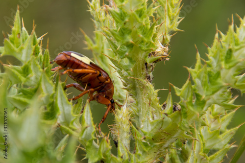 Brown bug with white markings on a spiky green plant close up on its eye in South Africa
