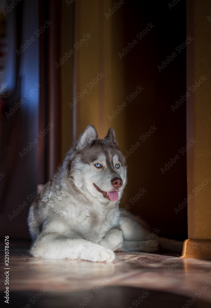 Fototapeta premium An adult husky dog in beige color is lying on the floor in the room and looking into the frame