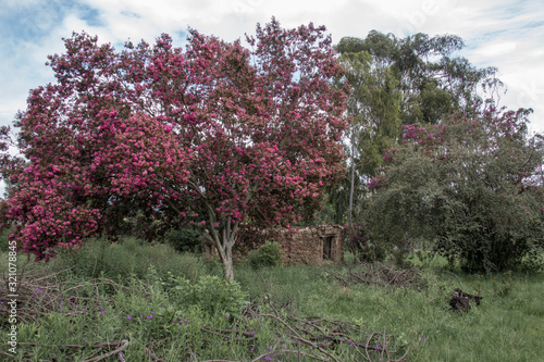 Abandoned Tumbledown Ruins, Buildings With Bright Coloured Plants In The Drakensberg Mountains, South Africa