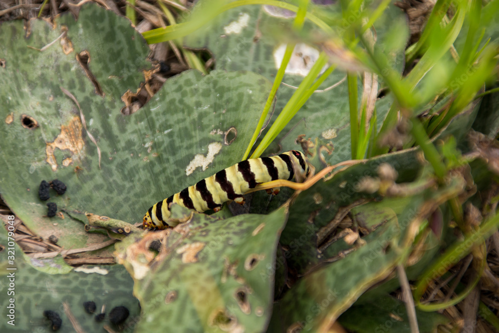 Yellow and Black Striped Caterpillar Worm On Leaves on The Ground in South Africa