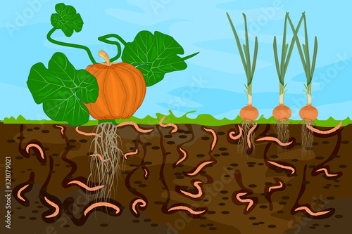 Ground cutaway with earthworms and vegetable. Earthworms in garden soil. Air and water passage in the soil created by earthworms. Plant vegetable fresh in compost food layer of soil with worm. Vector