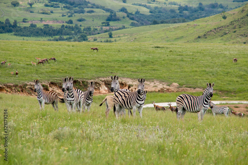 A Dazzle of Zebras In A Group In The Mountains of Drakensberg, South Africa, by the Watering Hole Lake With Other Antelope