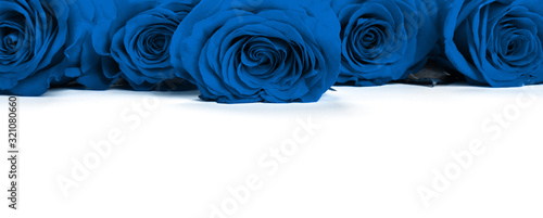 Blue roses .Color of the year 2020 classic blue toned photo