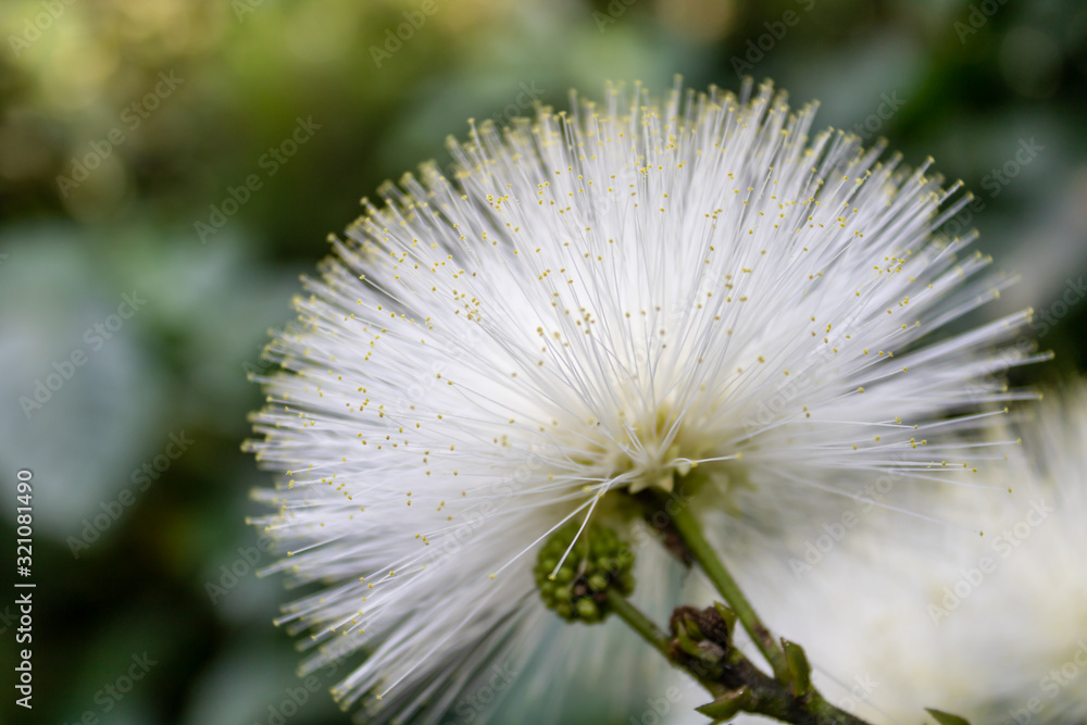 close-up of a white powder puff (Calliandra) flower in green bokeh close-up of a white powder puff (Calliandra) flower in green bokeh