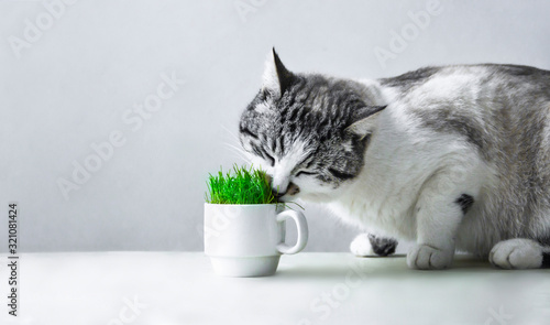 the cat is eating grass from a white cup copy space
