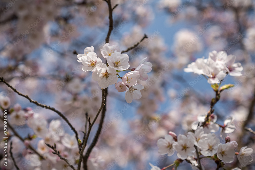 Pink and white cherry blossom with a blue sky background