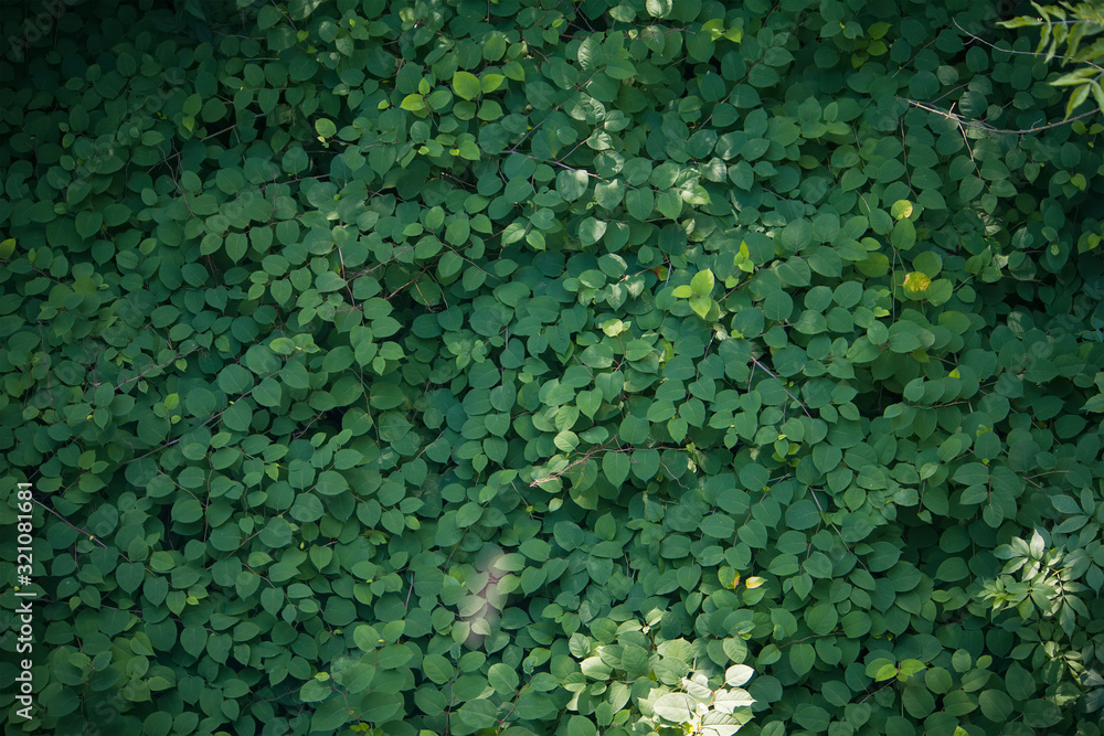 abstract green leaf texture, nature background abstract green leaf texture, nature background