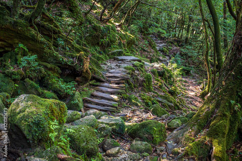 An atmospheric trail through a lush moss covered forest in Yakushima, Japan