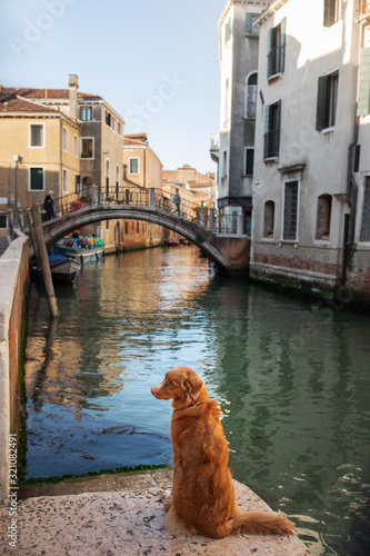 dog in the town. Nova Scotia Duck Tolling Retriever in Venice, canals and bridges. walk with a pet © annaav