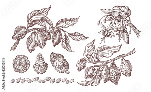 Cocoa set. Vector illustration. Botanical sketch