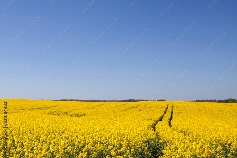 Ukrainian flag. field of oilseed rape and blue sky 