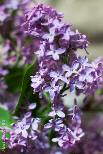 closeup of purple lilac flowers on wooden background