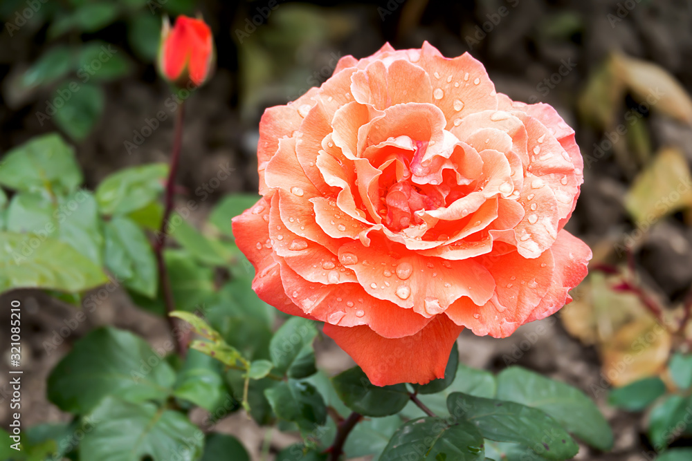 beautiful salmon colored flowering rose in the rain beautiful salmon colored flowering rose in the rain
