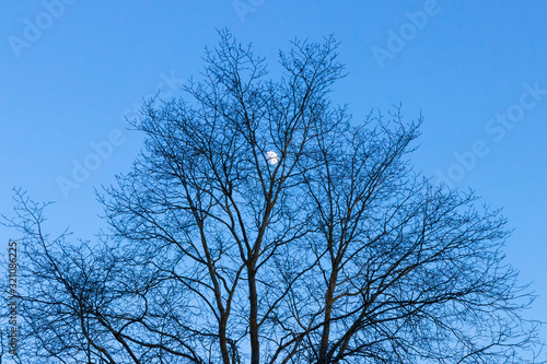 The Moon behind the tree 