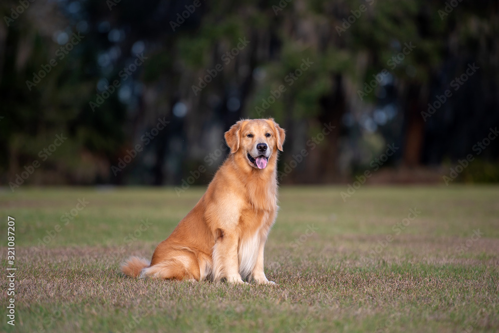 Golden Retriever dog enjoying outdoors at a large grass field at sunset, beautiful golden light	