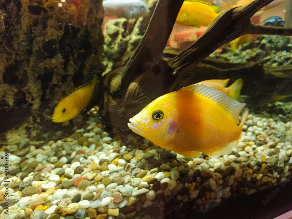 color aquarium fish in water color aquarium fish in water