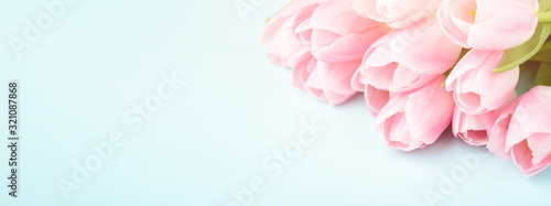 Tender pink tulips on blue background. Spring flowers, angle view with place for text, banner for website.